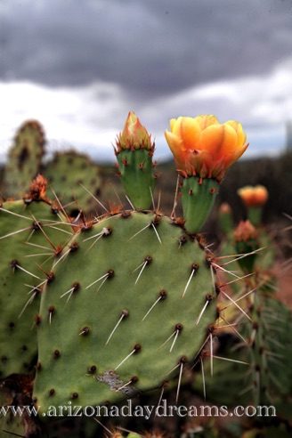 Orange Prickly Pear Flower
Verde River, Rio Verde, AZ. Orange Prickly Pear Flower
Verde River, Rio Verde, AZ.